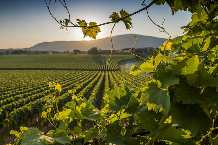 Lookals Franciacorta wine tour and Lake Iseo with Private Cruise. Day-trip from Milan